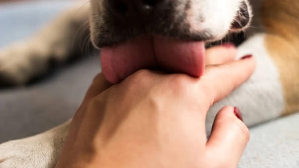 Mujer murió por una infección provocada por la saliva de un perro en Inglaterra