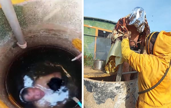 Hombre quedo atrapado en un pozo mientras intentaba huir de una ataque de abejas en Zulia