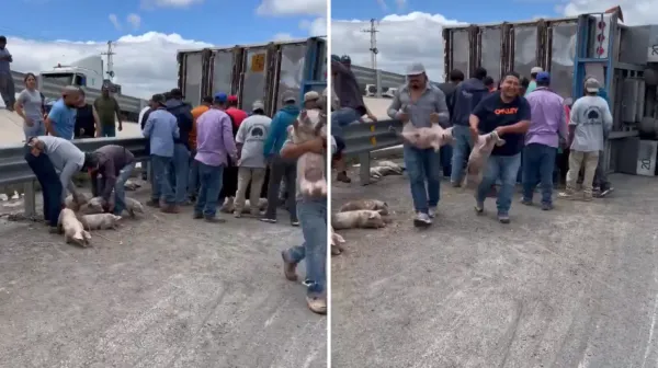 Camión lleno de cerdos se volcó y fue saqueado en México