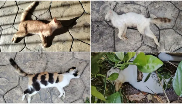 Hallaron al menos 20 gatos muertos en una urbanización de Maturín