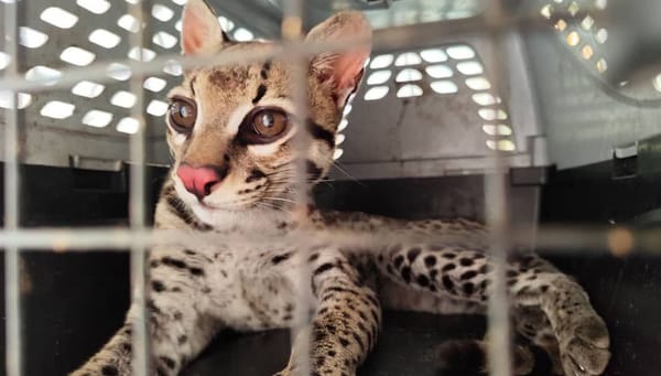 ANZOÁTEGUI | Cunaguaro fue rescatado en sector Provisor de Puerto la Cruz