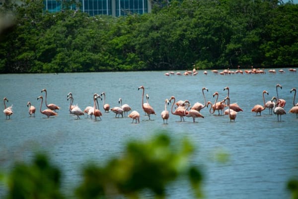 NUEVA ESPARTA | Motos de agua perturban fauna de la Laguna Blanca de Margarita