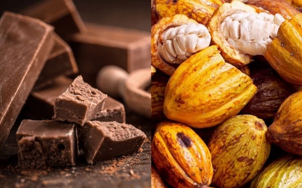 SUCRE | «Paria Sabe a Chocolate» enaltecerá el cacao de la región el 16 y 17 de septiembre