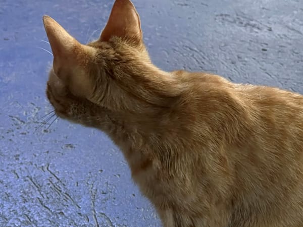 MONAGAS | En La Libertad solicitaron apoyo de Misión Nevado ante proliferación de gatos