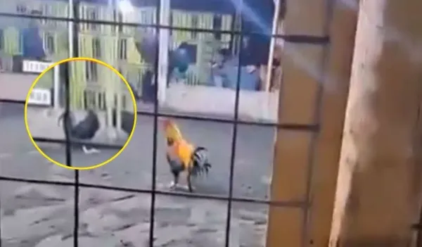 Hombre falleció tras ser atacado por su gallo de pelea en Perú