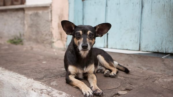 Protectores de animales en Trujillo impulsan la adopción para frenar la sobrepoblación