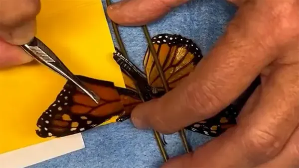 Mariposa monarca volvió a volar tras exitoso trasplante de alas en Nueva York