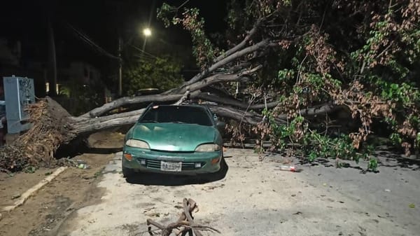 Árbol cayó sobre un vehículo mientras hacía fila para la gasolina en Cumaná