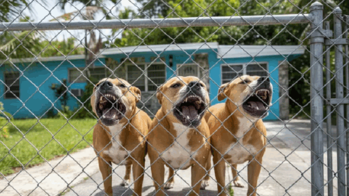 Hombre perdió la vida tras ser atacado por perros en Miami: incautaron 11 canes