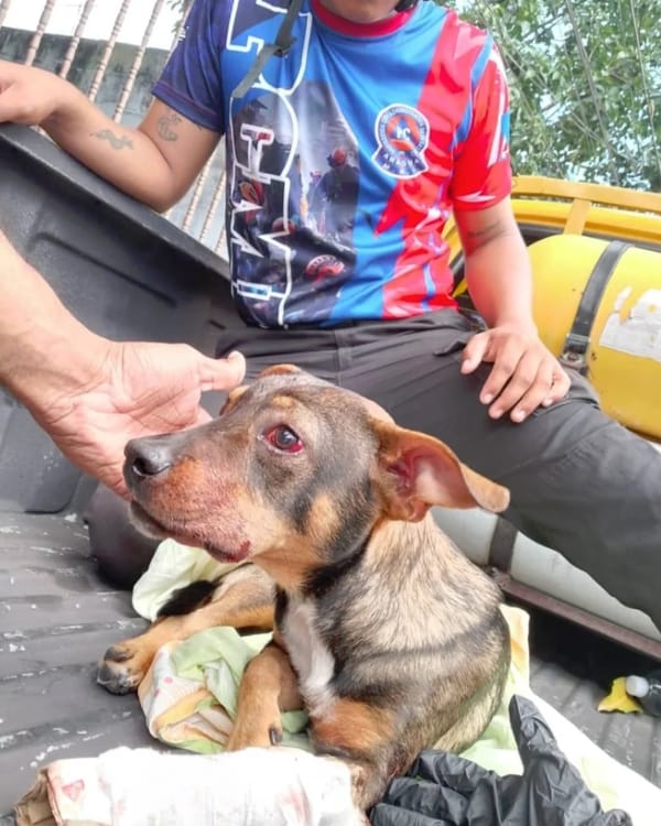 Protección Civil rescató a un perro maltratado por su dueño en Aragua