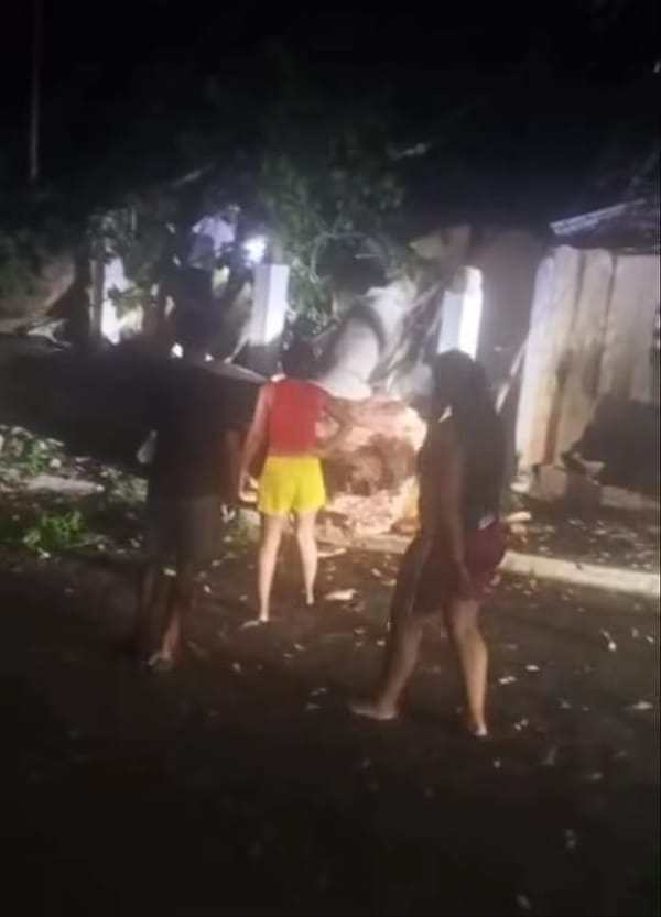 Árbol de gran magnitud cayó sobre una casa en Bolívar: no se registraron heridos