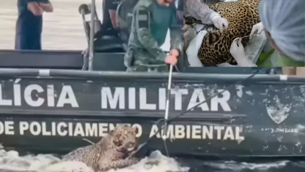 Un jaguar herido fue rescatado en las aguas del río Negro en Brasil