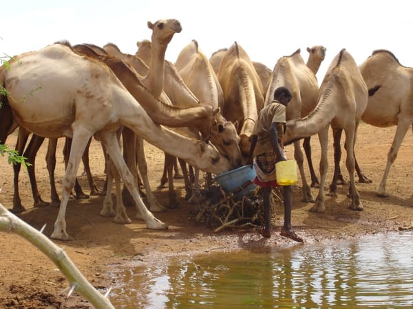 Brote de Fiebre del Valle del Rift dejó 17 fallecidos en Senegal