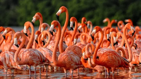 Censo de flamencos posicionó a Nueva Esparta como potencia en aviturismo