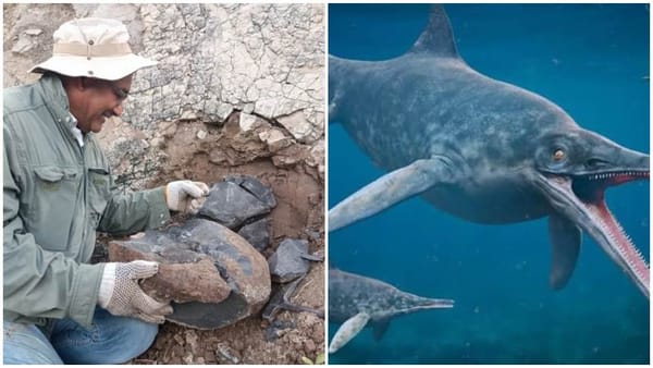 Científicos hallaron el primer fósil de ictiosaurio registrado en Venezuela