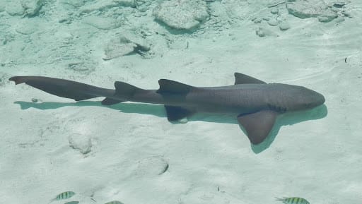 Tiburón gato bebé fue avistado en aguas del Parque Nacional Morrocoy