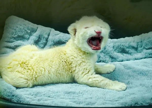 Zoológico de Las Delicias anunció el nacimiento de dos crías de león blanco