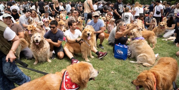 Argentina estableció record de más golden retrievers reunidos en un mismo sitio