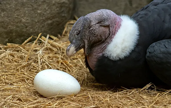 Nació una cría de cóndor andino en centro de conservación en Mérida