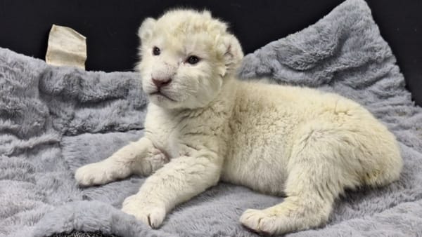 Falleció una de las crías de león blanco nacida en el Zoológico de Maracay