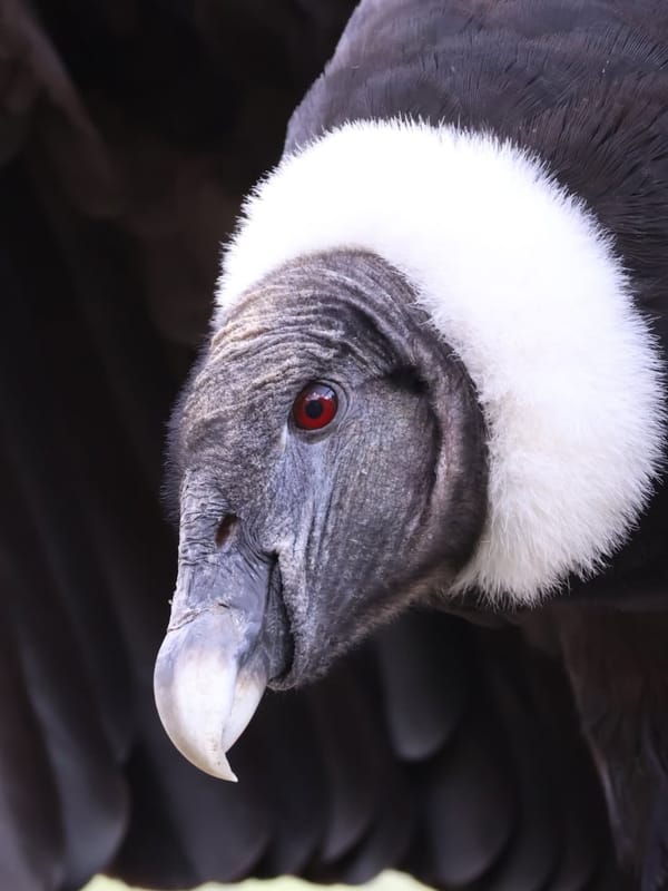 Pareja de cóndores andinos puso un huevo fértil en centro de conservación en Mérida