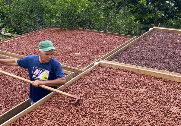 «Festival del Cacao y Chocolate Pariano 2025»: Río Caribe se convertirá en el epicentro chocolatero