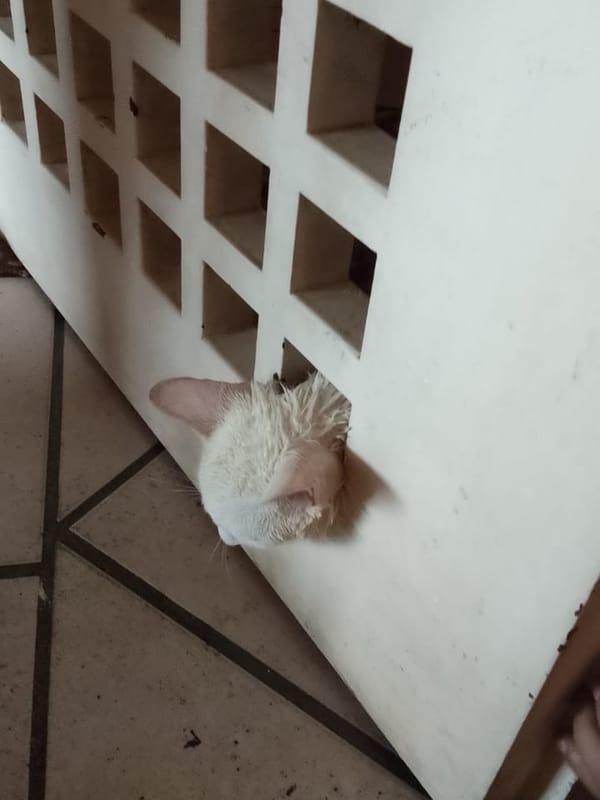 Bomberos de Valencia rescataron a un gato que quedó atrapado entre dos barrotes