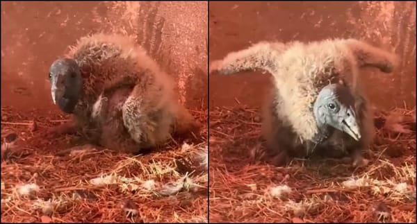 Capturan en video primeros pasos de polluela de cóndor andino nacida en Mérida