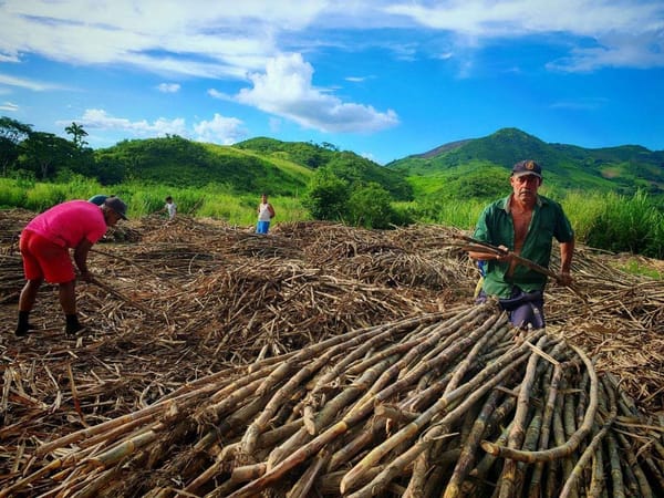 SUCRE | Central azucarero de Cumanacoa comenzará a trabajar «en las próximas semanas»