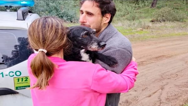Rescataron con vida a Boro, perro desaparecido tras el accidente ferroviario en Adamuz