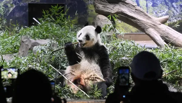 Japón se despidió de sus últimos pandas antes de su regreso a China