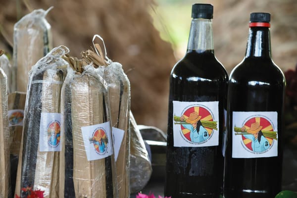 SUCRE | Plan de siembra y procesamiento de caña de azúcar y papelón dio comienzo en Sucre