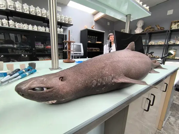 Hallazgo inusual: encontraron tiburón foca varado en la playa de Luarca