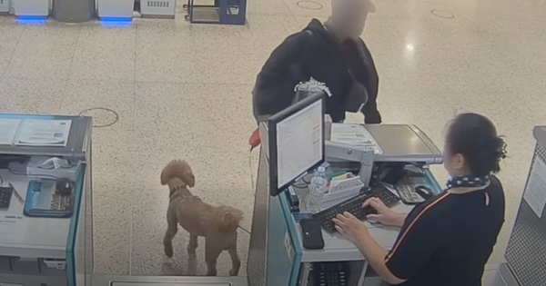 Mujer detenida por abandonar a su perro en el aeropuerto: el can ya fue dado en adopción
