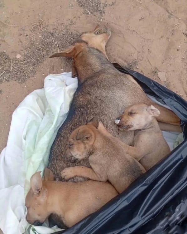 Envenenaron y metieron en una bolsa a una perrita y a sus tres crías en Macanao