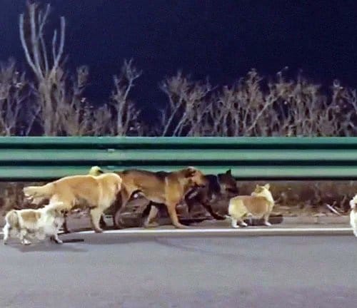 Perros caminaron 17 kilómetros para regresar con sus dueños en China tras ser secuestrados