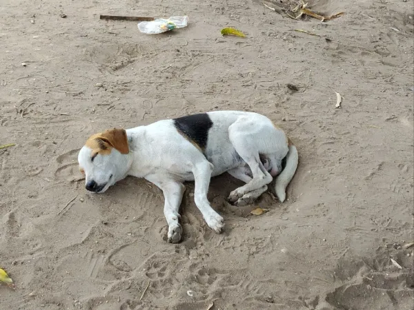MONAGAS | Vecinos de Brisas del Aeropuerto de Maturín denunciaron envenenamiento de mascotas
