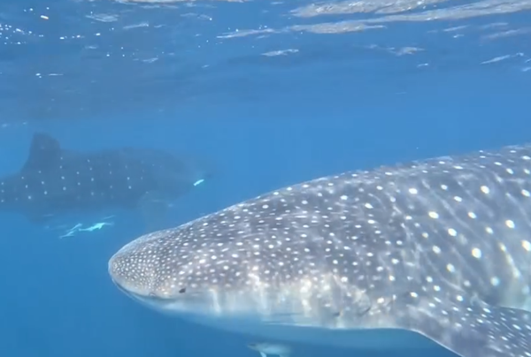 Captan en video avistamiento de dos tiburones ballena en Chichiriviche de la Costa