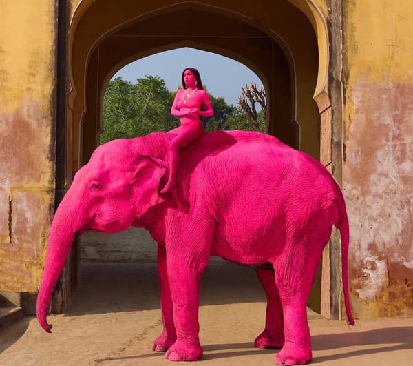 Investigan muerte de elefanta tras polémica sesión fotográfica en India