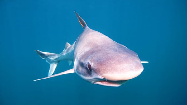 CIT advirtió sobre impacto ecológico del consumo de cazón en Venezuela