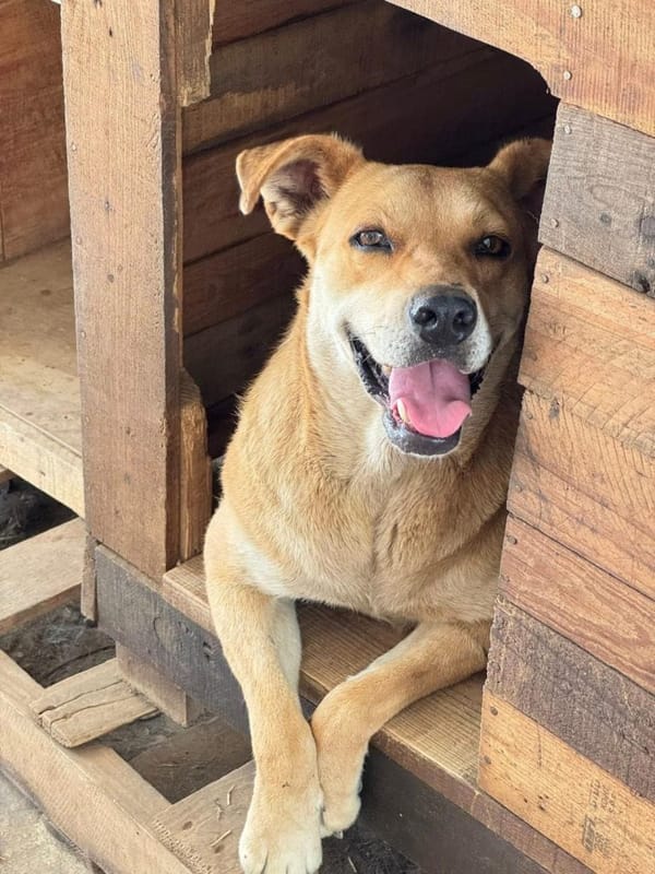 México incluyó al «perro caramelo» en la lista de razas oficiales del país