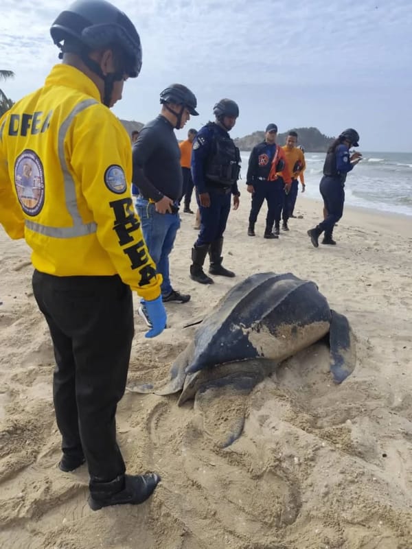 SUCRE | Tortuga cardón desovó en la playa Copacabana de Carúpano