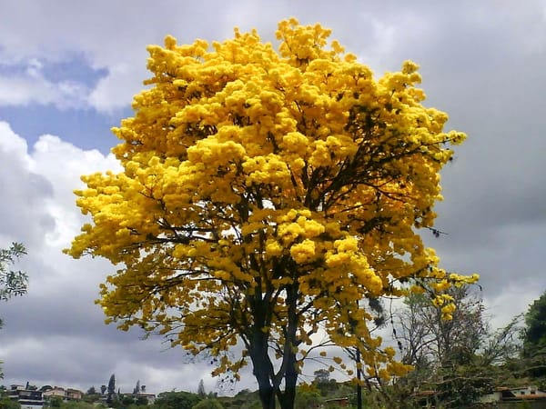 ANZOÁTEGUI | Carreteras de Anzoátegui se pintaron de amarillo con el florecimiento del Araguaney