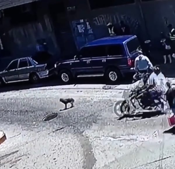 Detienen a hombre que atropelló a un perro y huyó en Los Teques