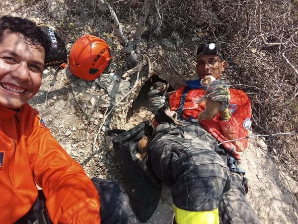 Rescataron a seis perritos atrapados en el cerro El Morro de Lechería