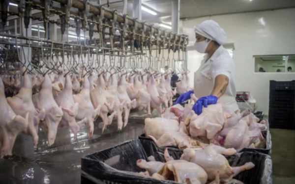 Producción de pollo y huevos crece con la mira puesta en la exportación