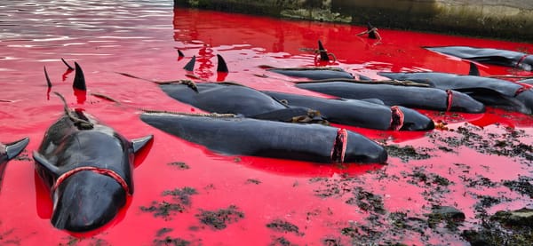 Matanza de más de 700 delfines y ballenas tiñó de sangre el mar de las Islas Feroe