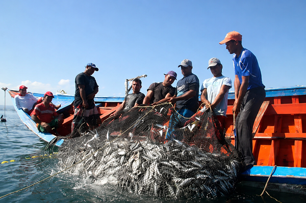 NUEVA ESPARTA | Pescadores de Nueva Esparta donan siete toneladas de pescado para los damnificados por los terremotos