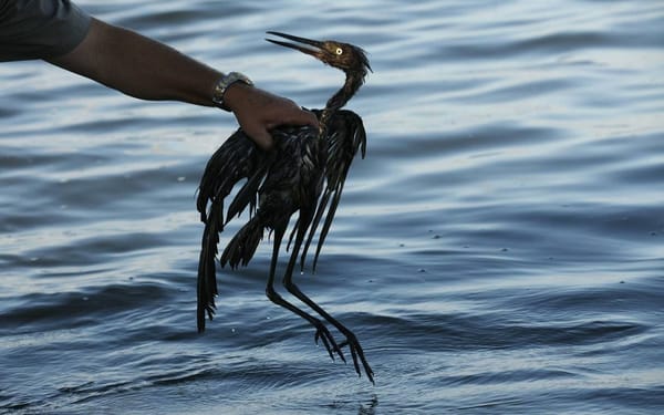 15 especies de aves están amenazadas por derrames petroleros en Venezuela