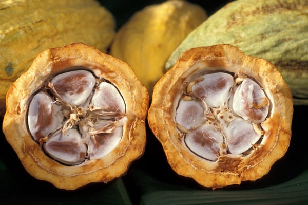 Asamblea Nacional aprobó en segunda discusión Ley para el Fomento y Promoción del Cacao